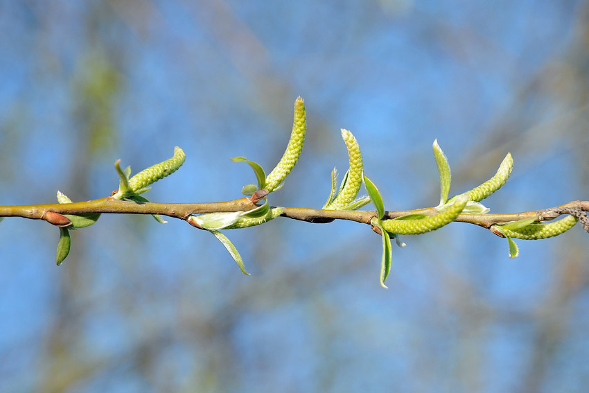 Salix cfr alba