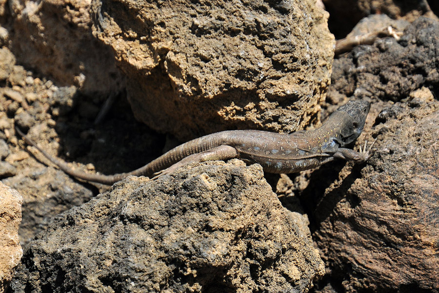 La flora del Parco Nazionale del Teide