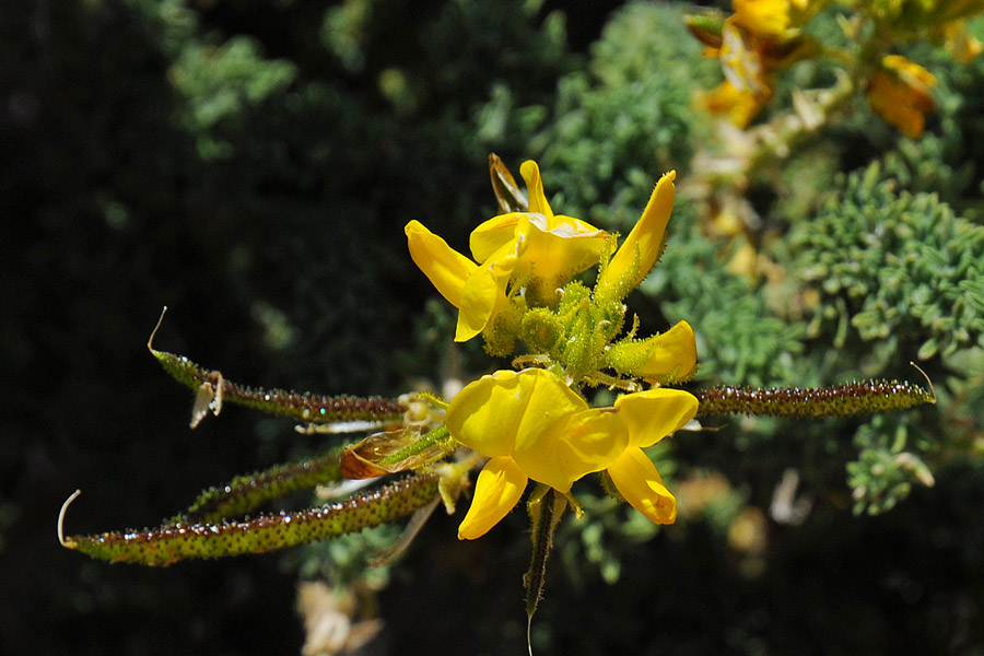 La flora del Parco Nazionale del Teide