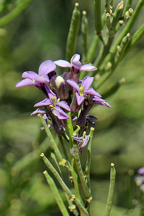 La flora del Parco Nazionale del Teide