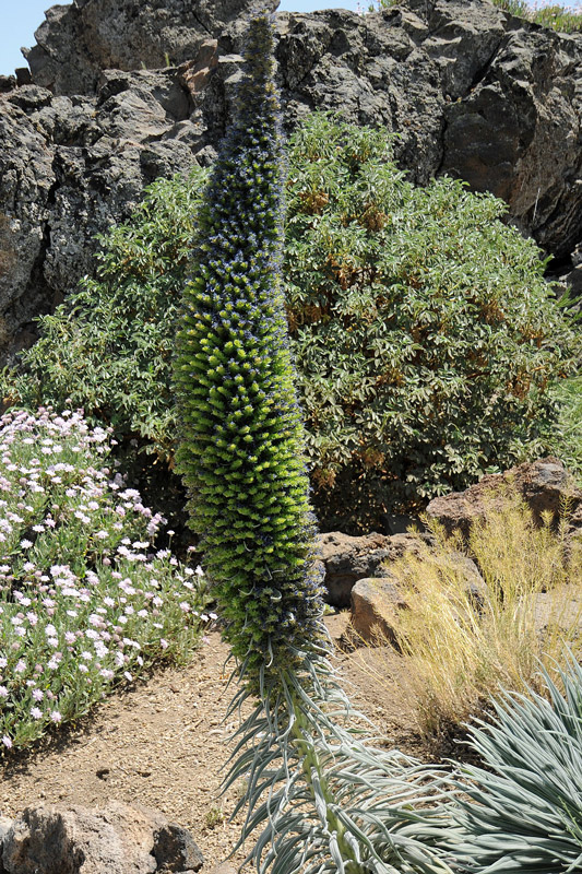 La flora del Parco Nazionale del Teide