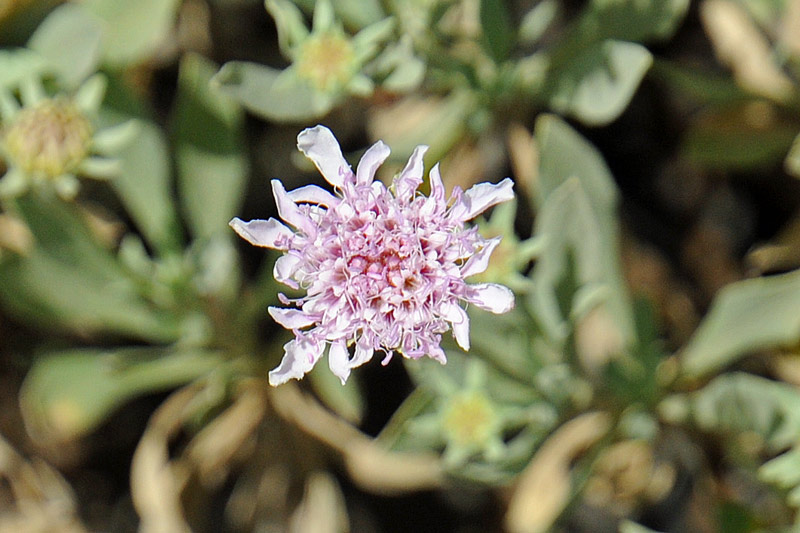 La flora del Parco Nazionale del Teide