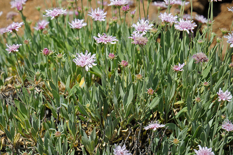 La flora del Parco Nazionale del Teide