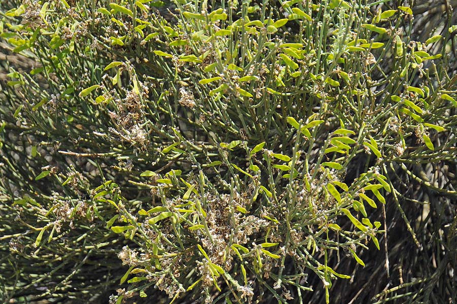 La flora del Parco Nazionale del Teide