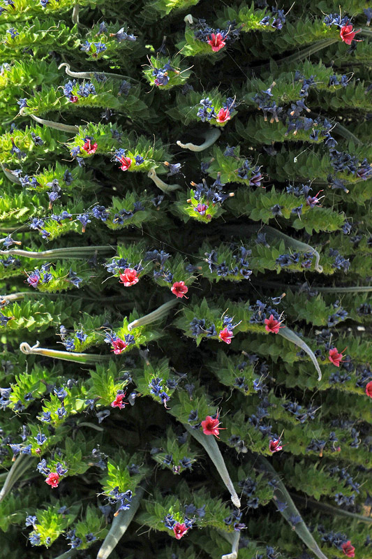 La flora del Parco Nazionale del Teide