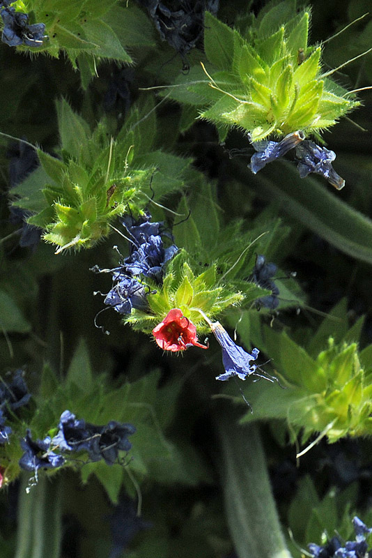 La flora del Parco Nazionale del Teide