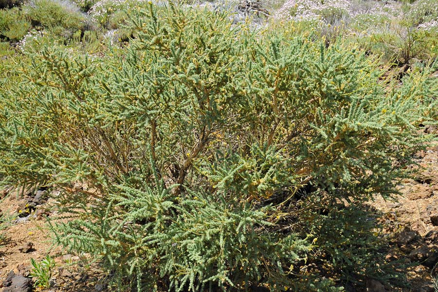 La flora del Parco Nazionale del Teide