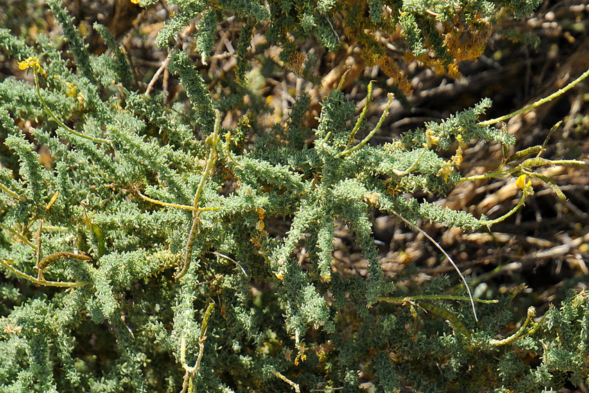 La flora del Parco Nazionale del Teide