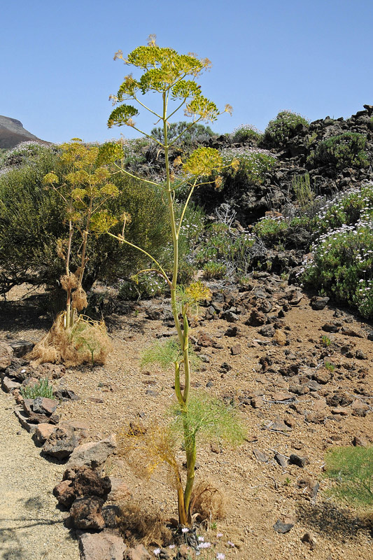 La flora del Parco Nazionale del Teide