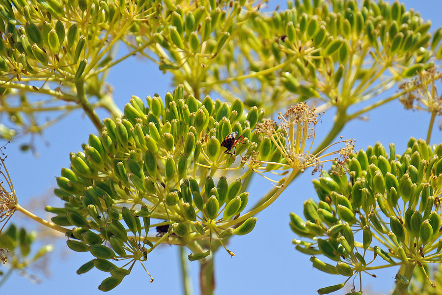 La flora del Parco Nazionale del Teide