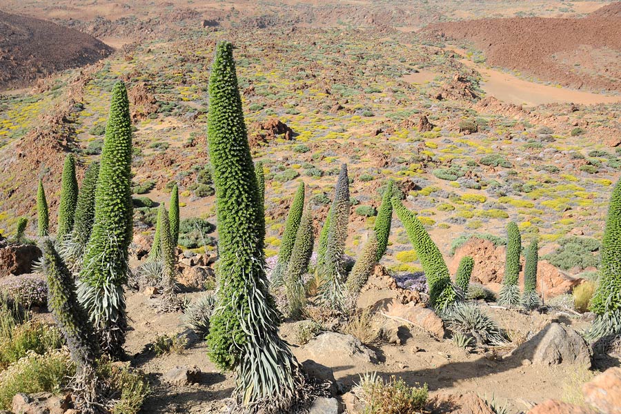 La flora del Parco Nazionale del Teide