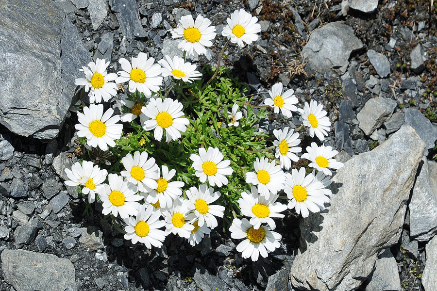 Leucanthemopsis alpina