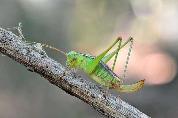 Leptophyes laticauda femmina (Lazio)