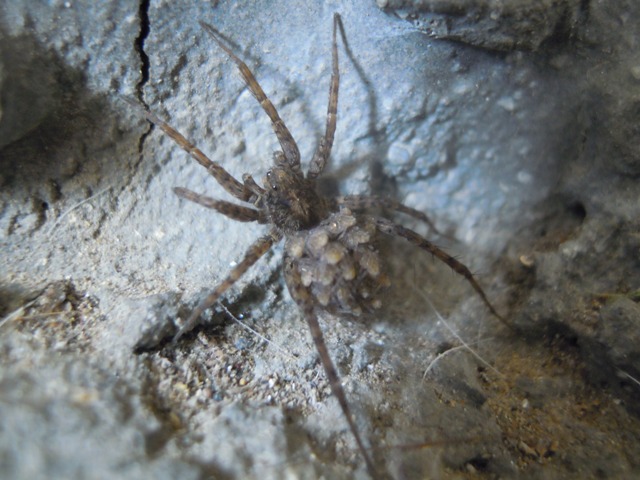 Pardosa sp.