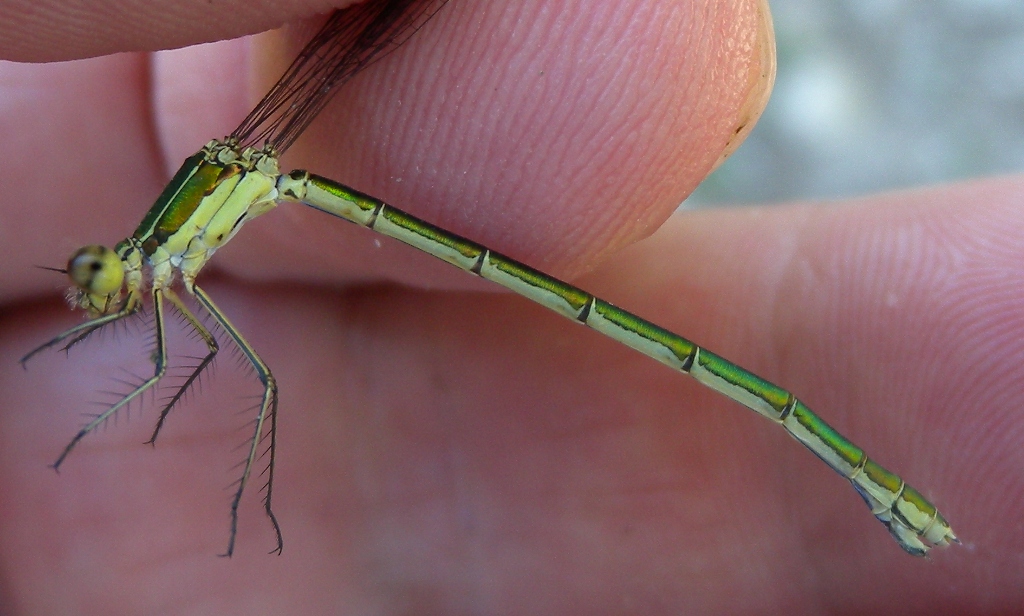 Lestes virens vestalis??