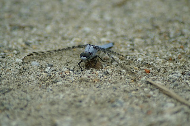 Orthetrum, ma quale? O. coerulescens anceps
