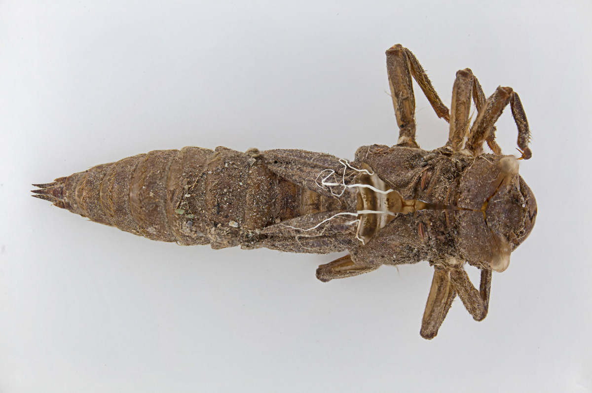 Exuvia di Cordulegaster bidentata