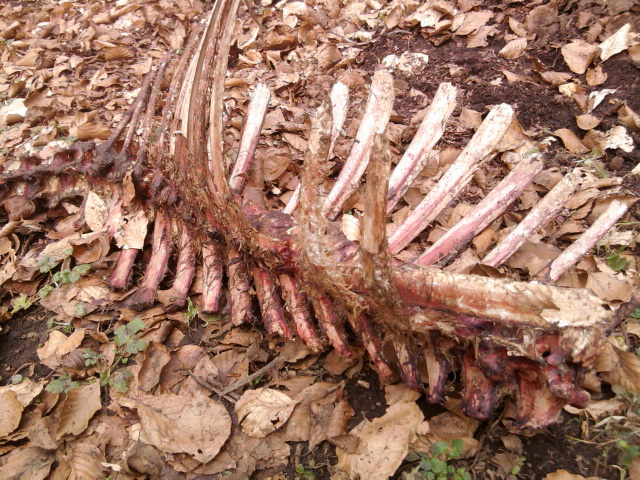 lupo dei monti lepini