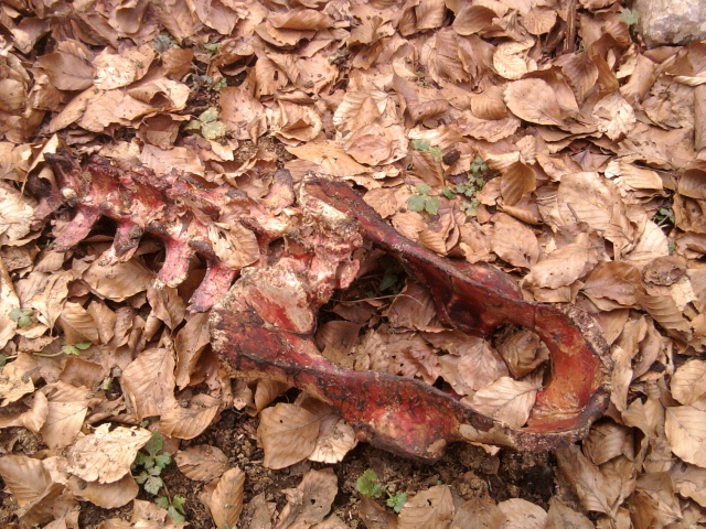 lupo dei monti lepini