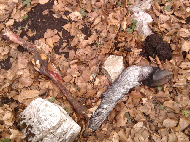 lupo dei monti lepini