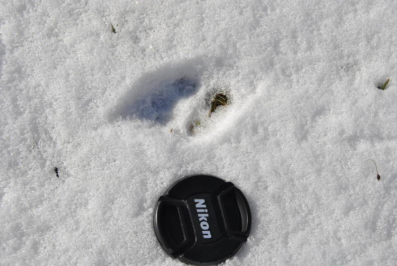 lupo dei monti lepini