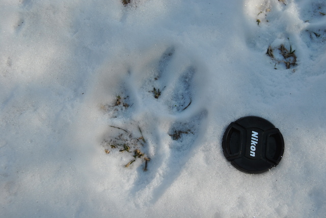 lupo dei monti lepini