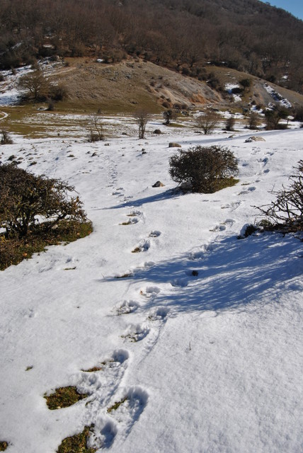 lupo dei monti lepini