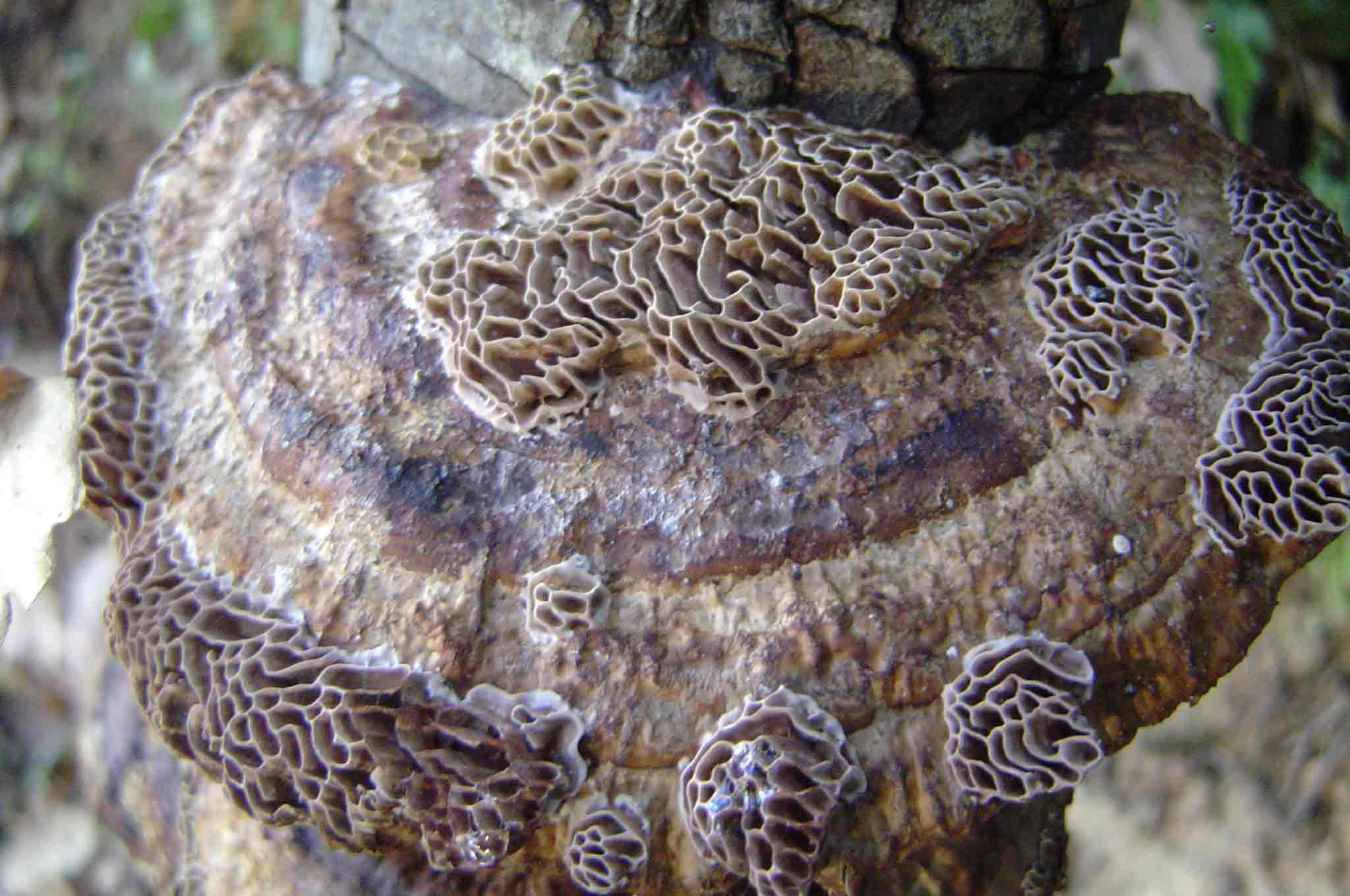 QUIZ SERIO 2- Scherzo della natura