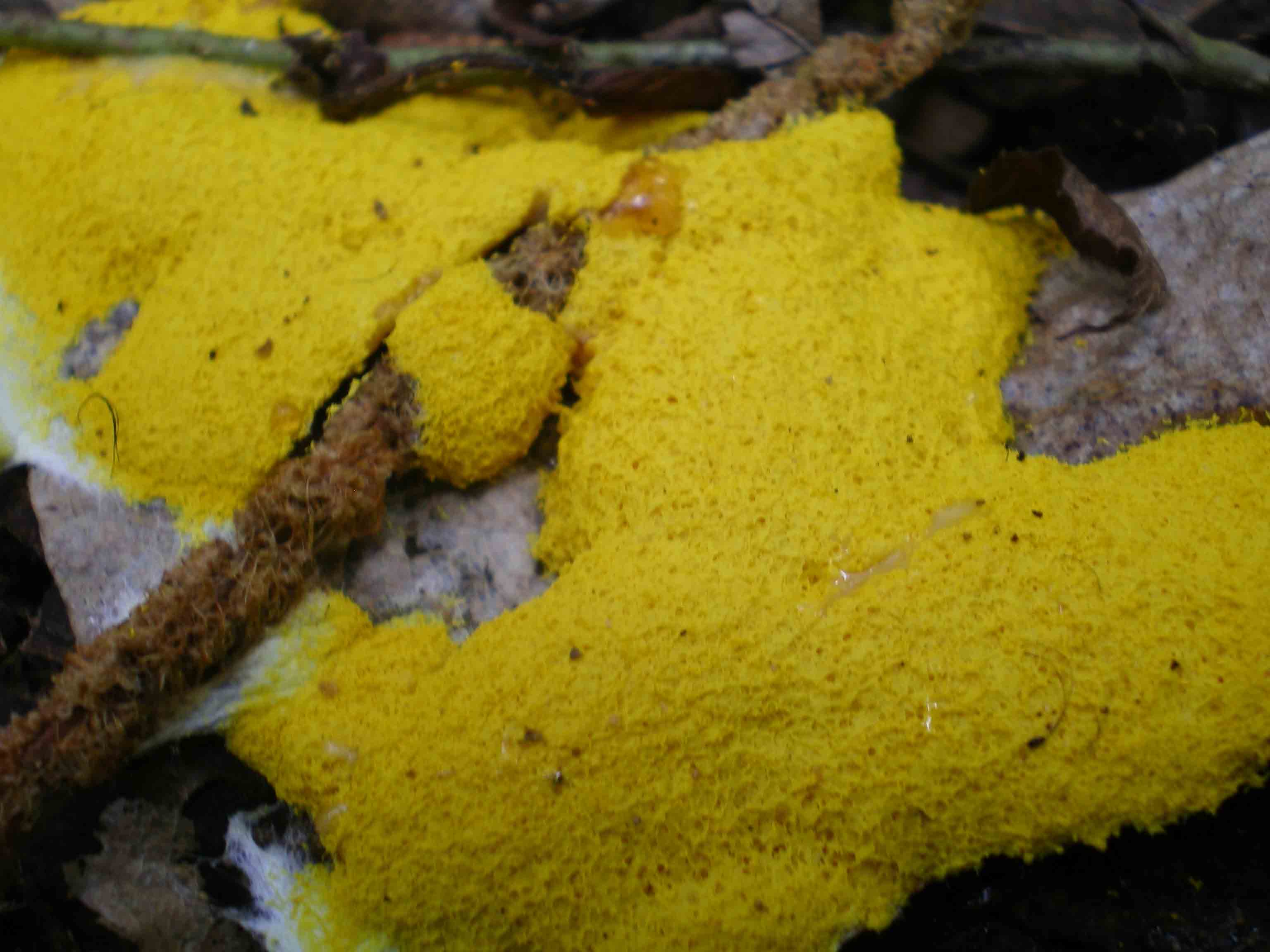 Ritrovamenti in 3 ettari di bosco