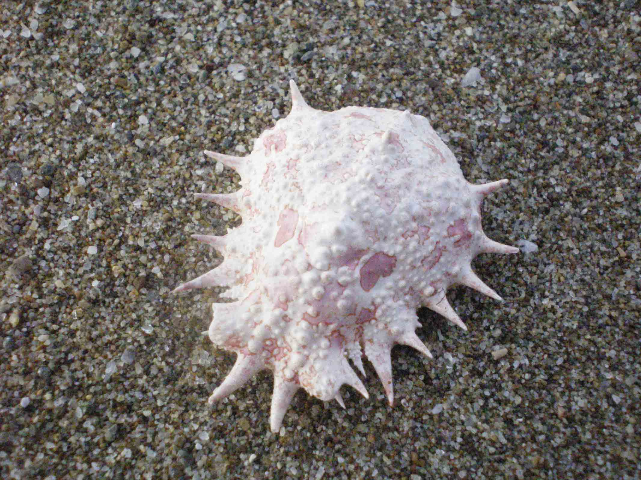 carapace di Maja crispata