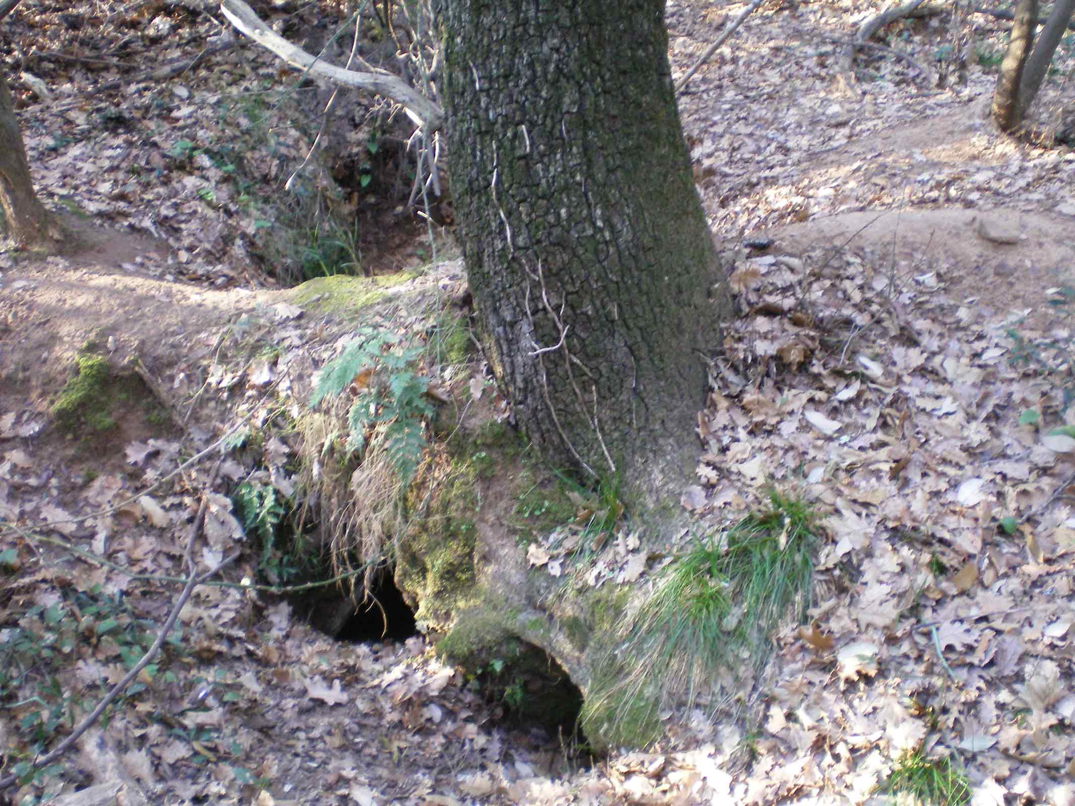 Tane ... visitate da poco???Istrice