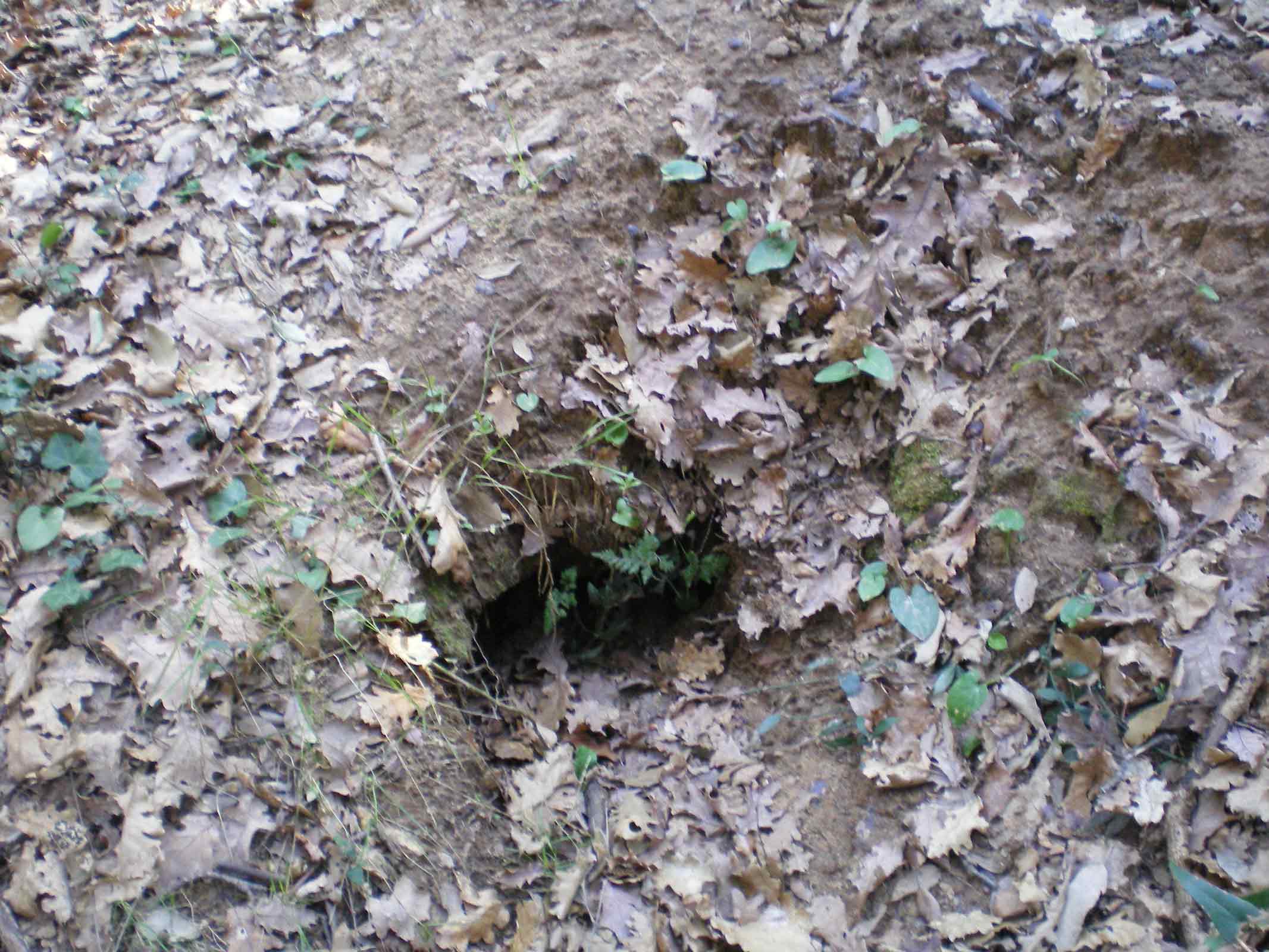 Tane ... visitate da poco???Istrice