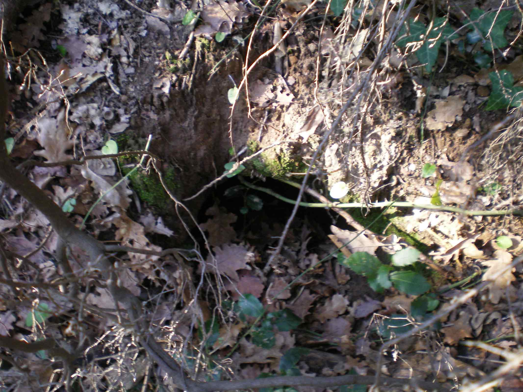 Tane ... visitate da poco???Istrice