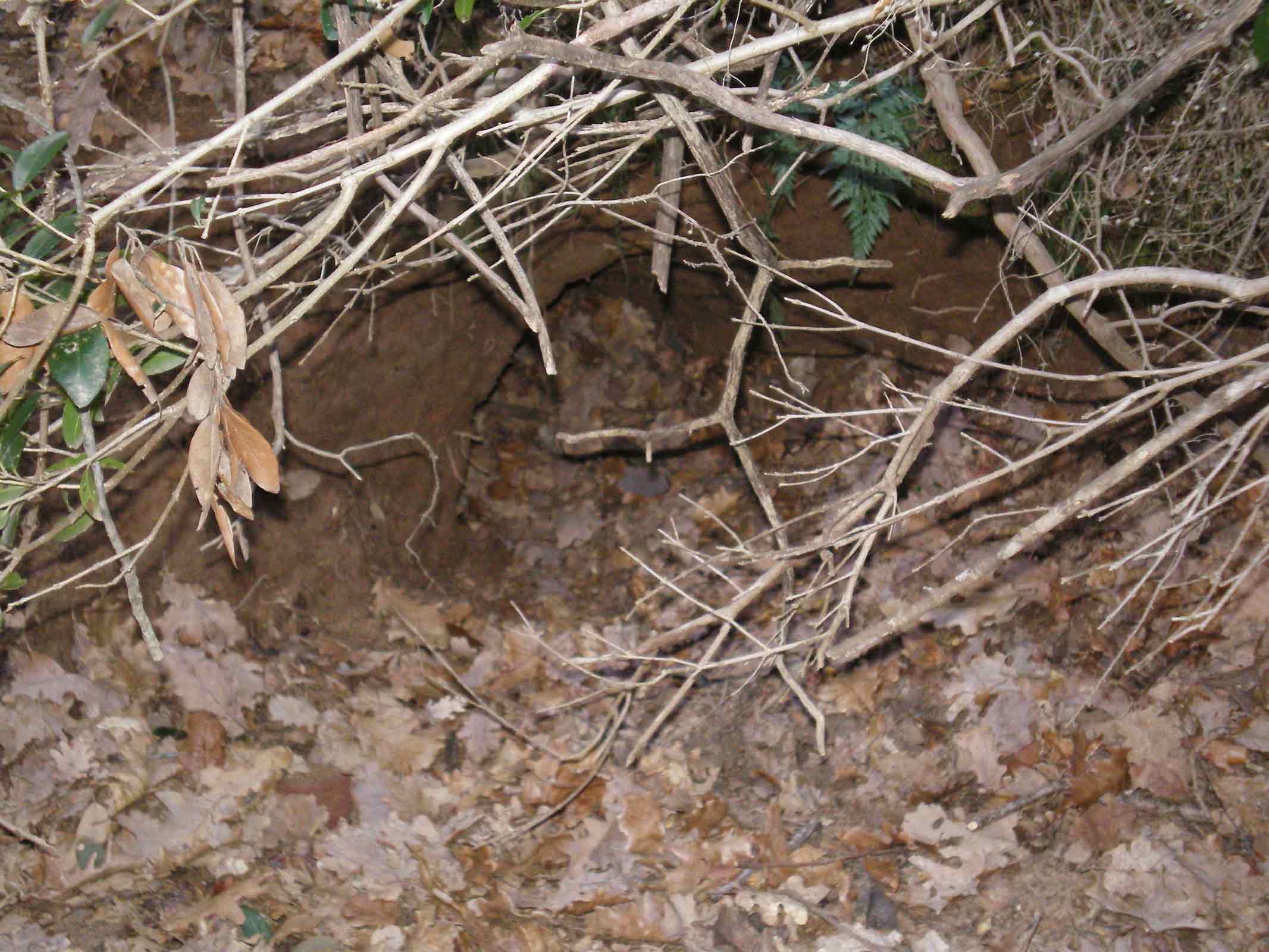 Tane ... visitate da poco???Istrice