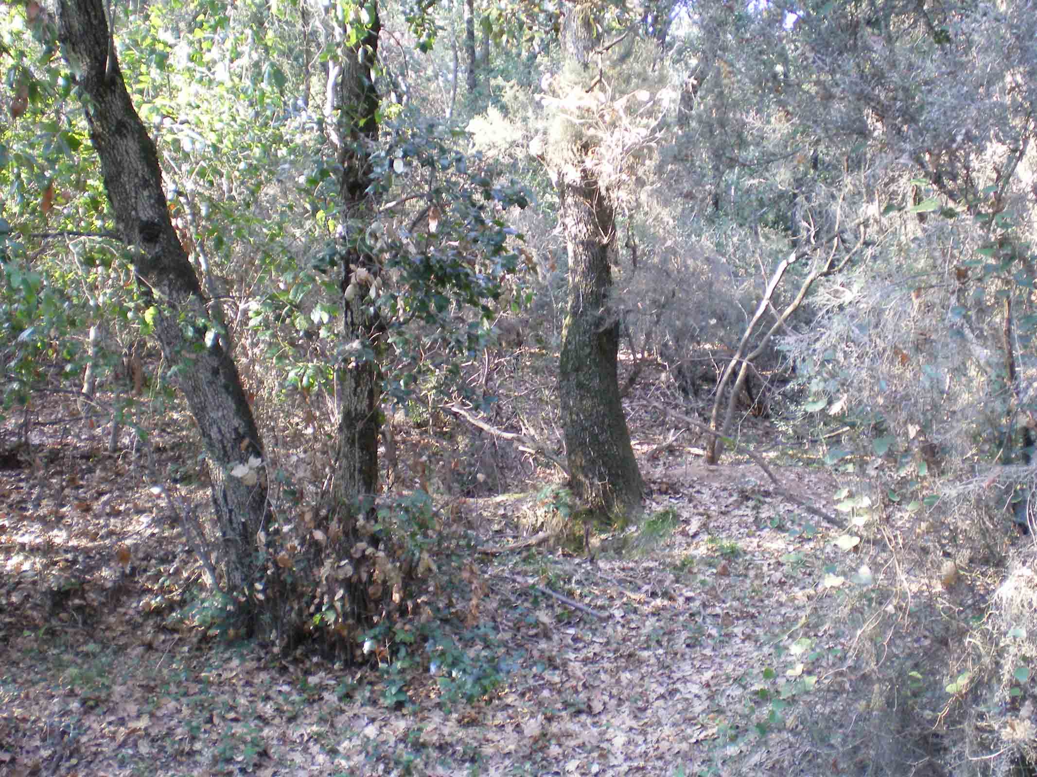 Tane ... visitate da poco???Istrice