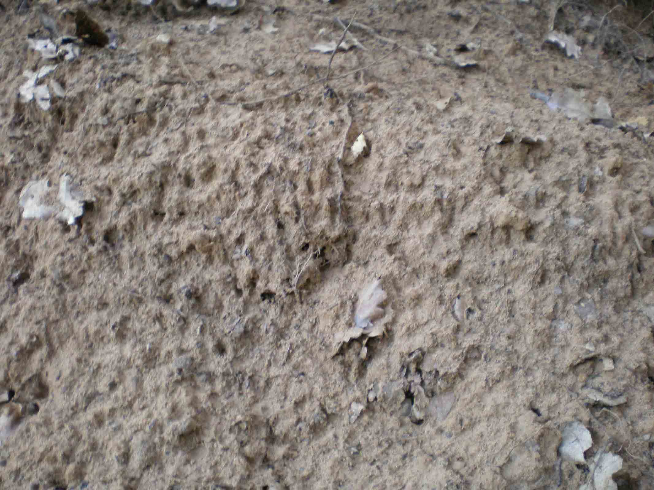 Tane ... visitate da poco???Istrice