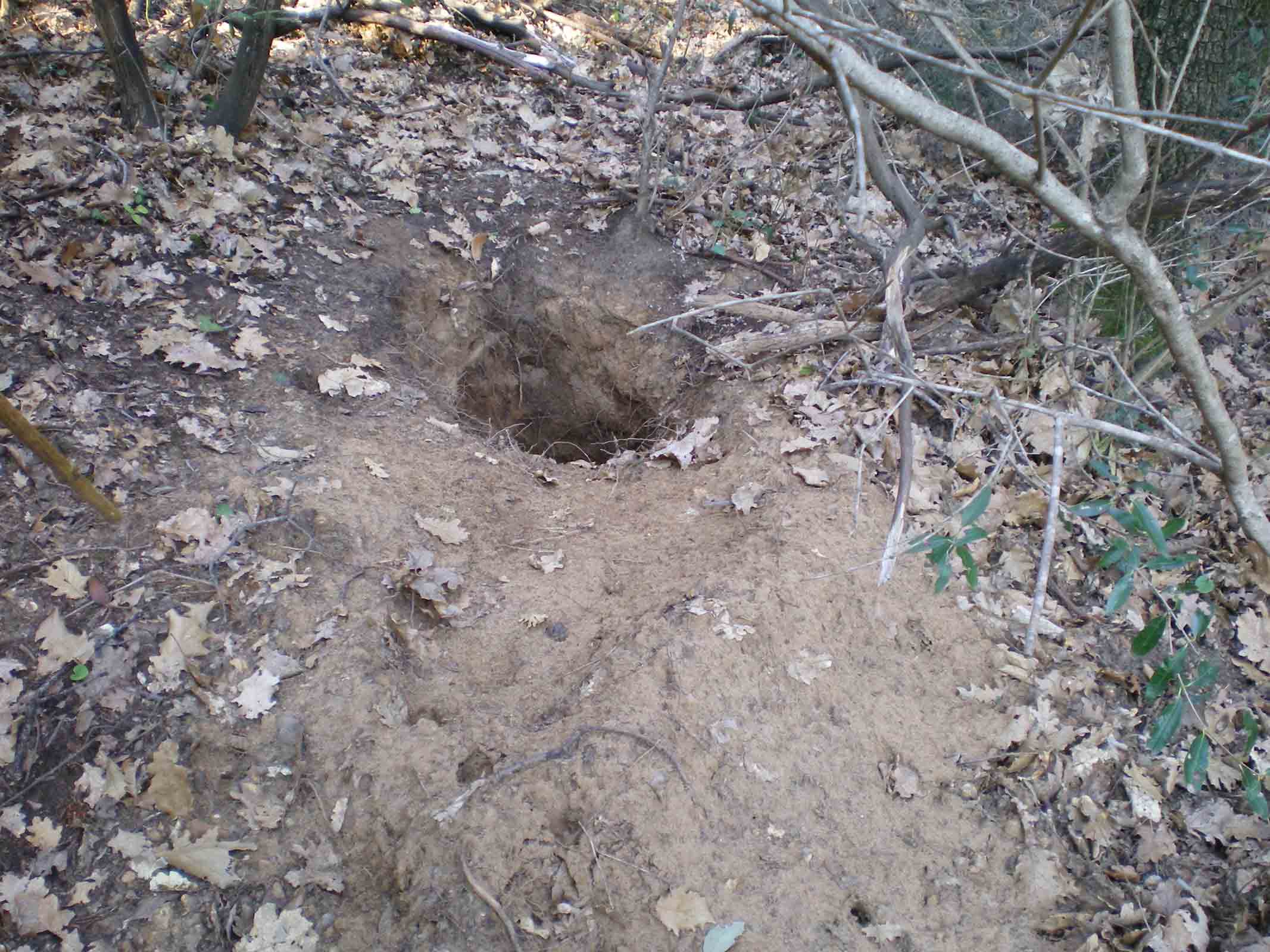 Tane ... visitate da poco???Istrice