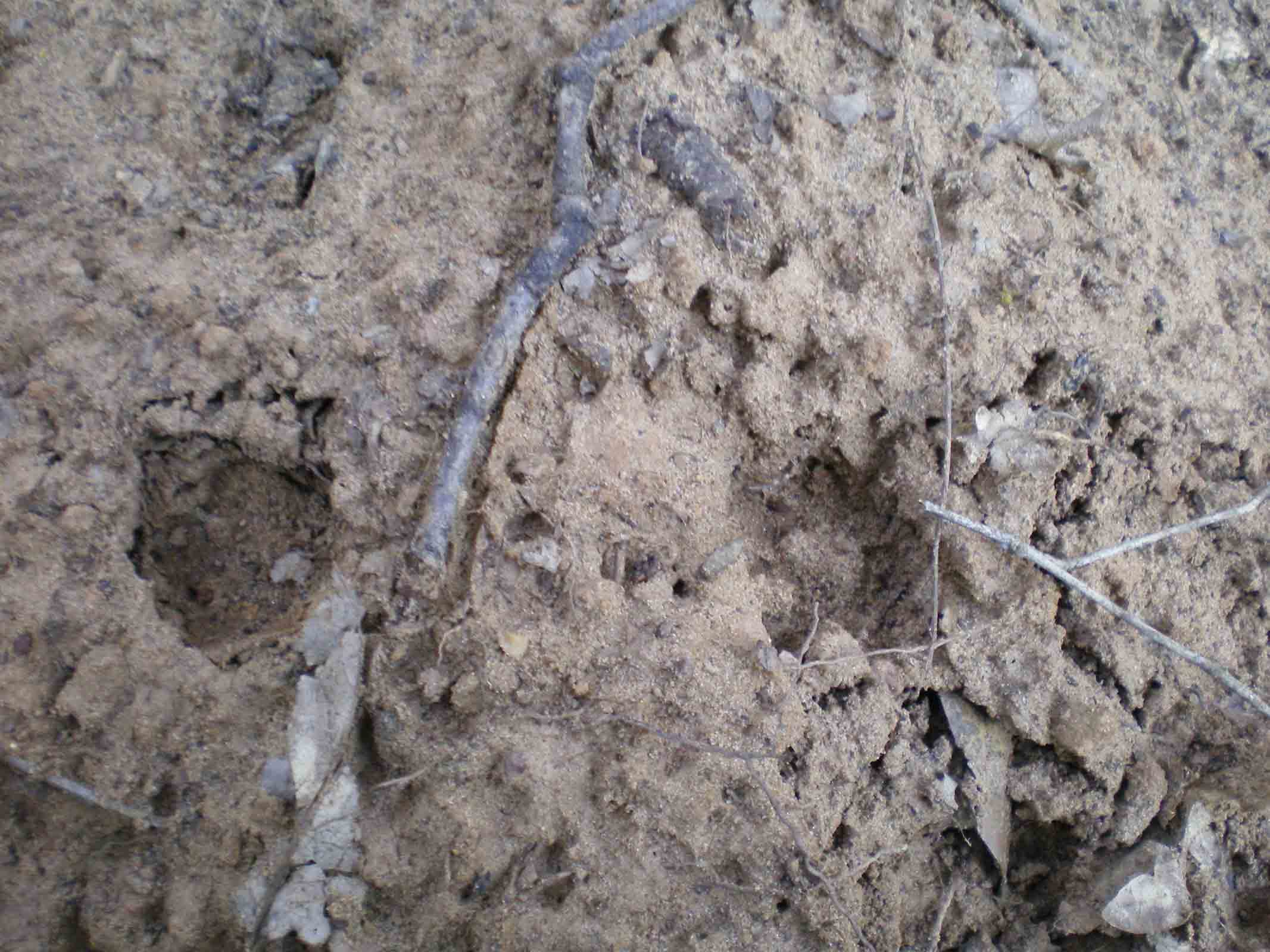 Tane ... visitate da poco???Istrice