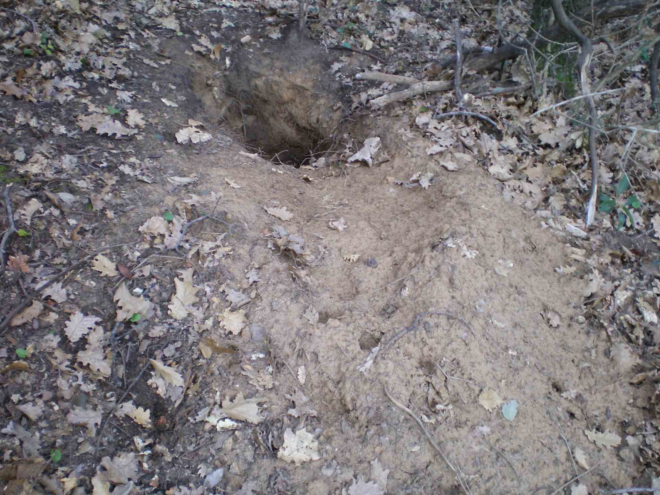 Tane ... visitate da poco???Istrice