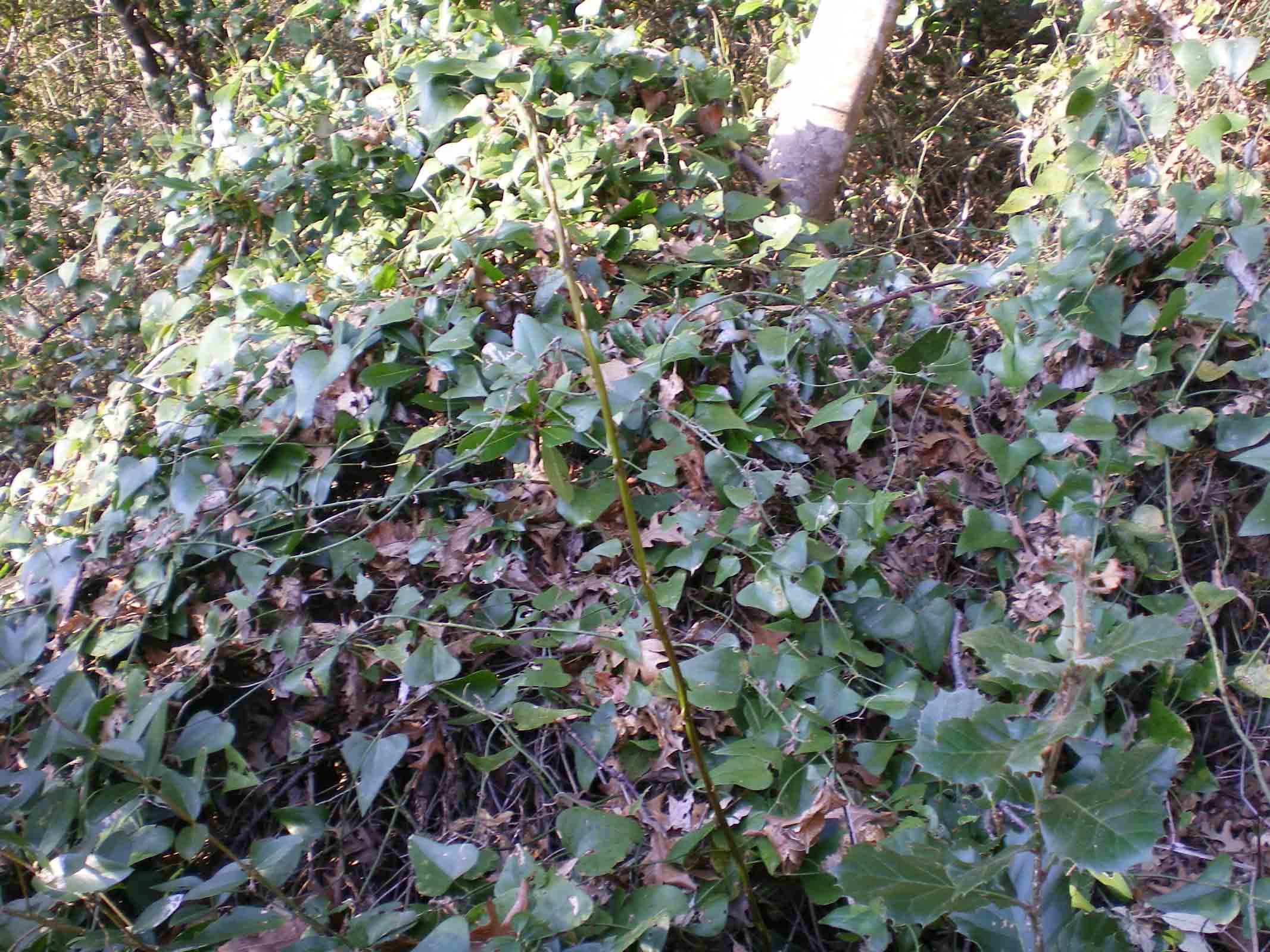 Tane ... visitate da poco???Istrice