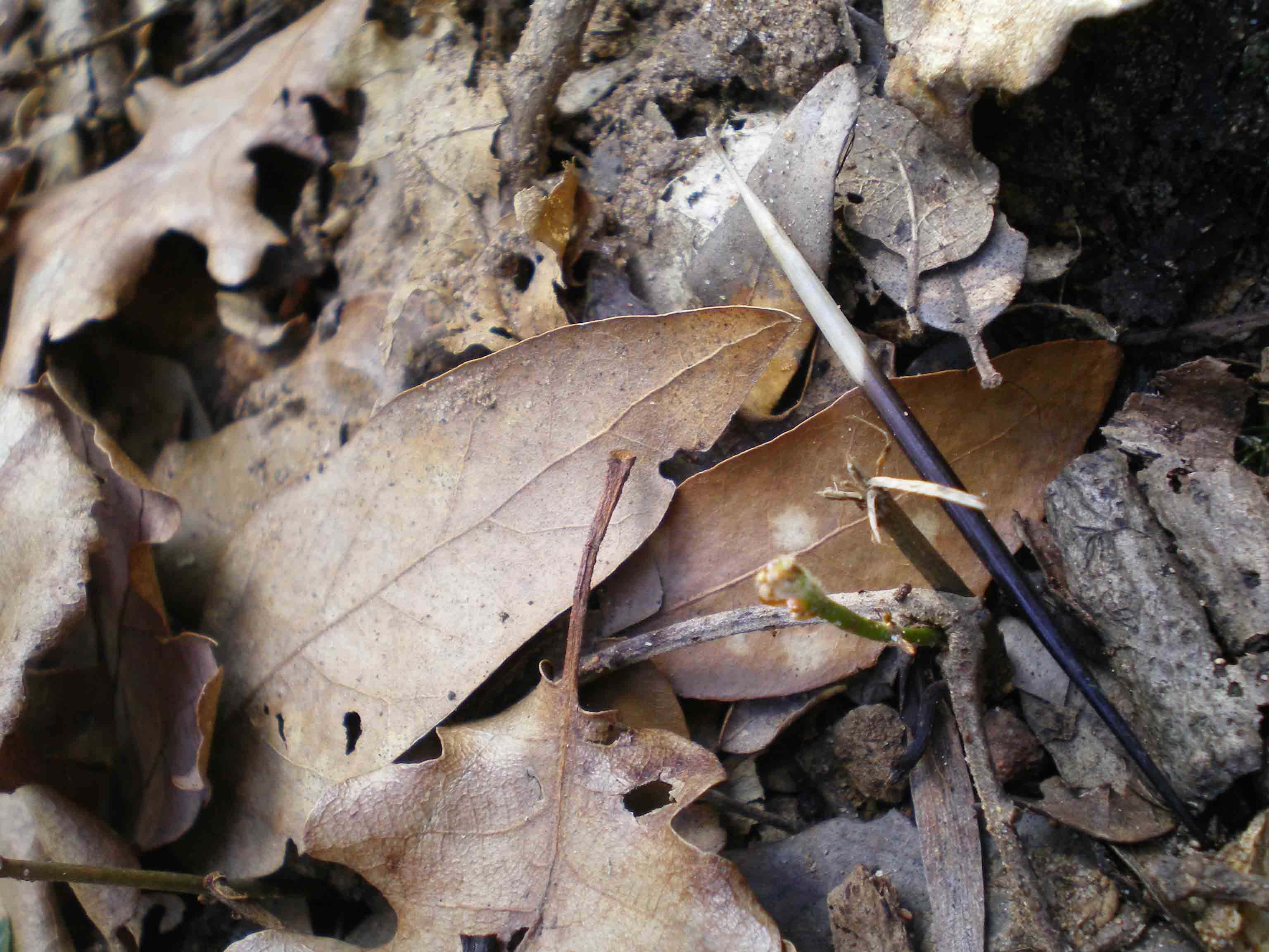 Tane ... visitate da poco???Istrice