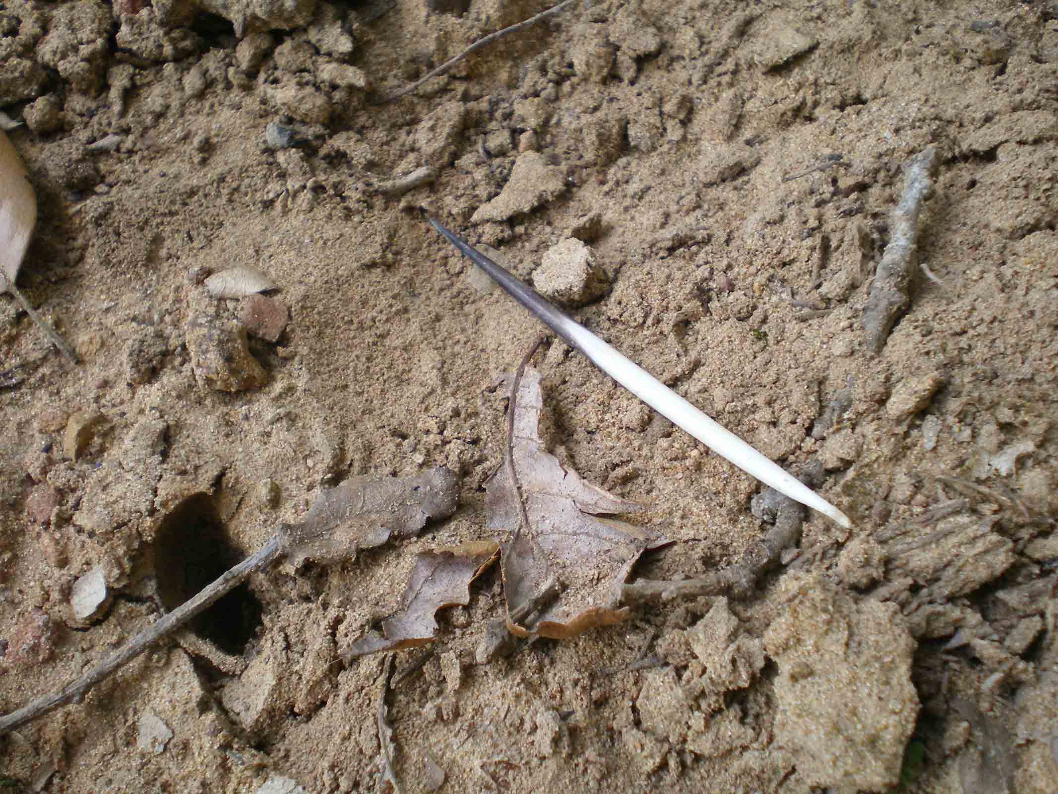 Tane ... visitate da poco???Istrice