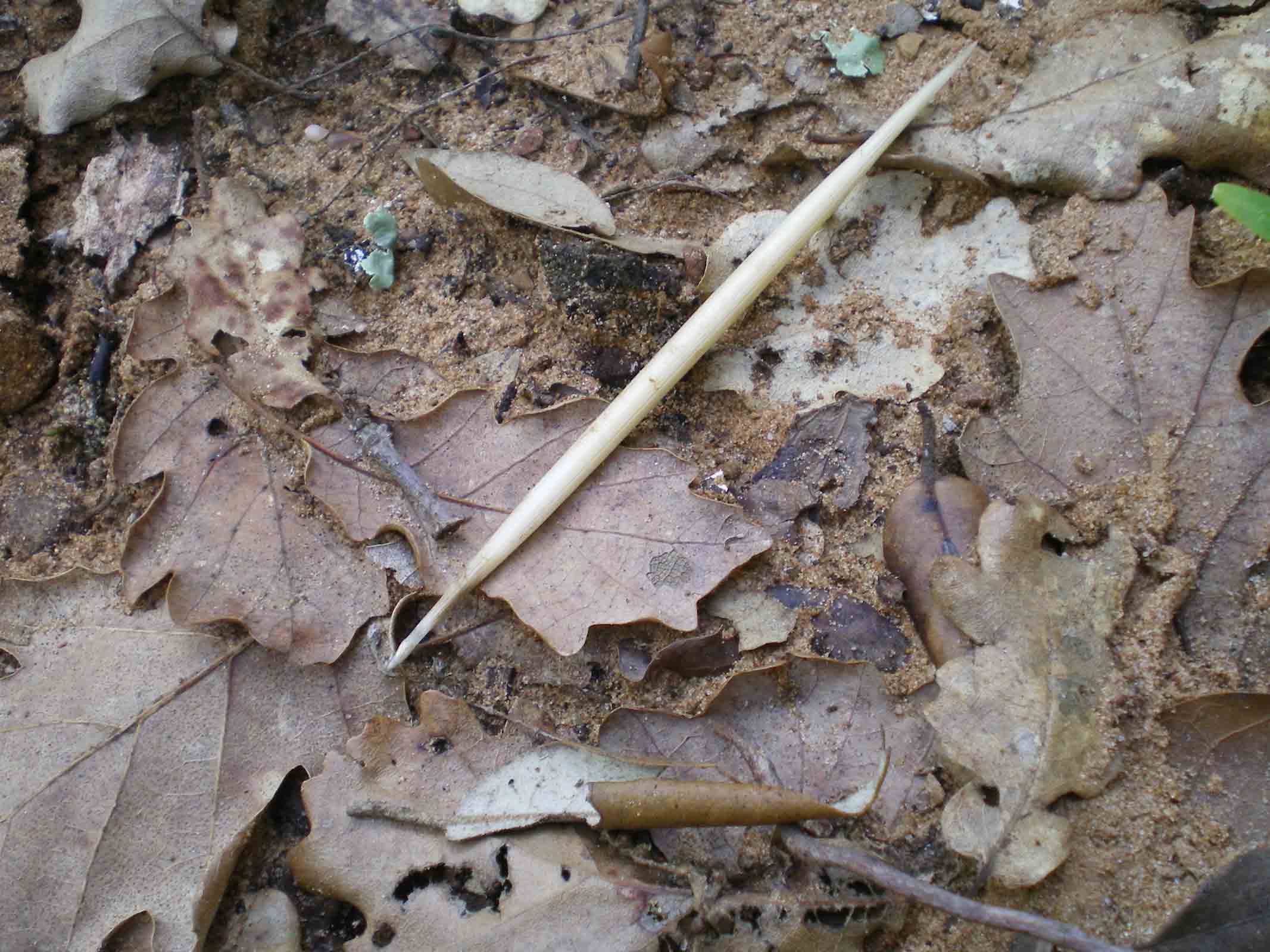 Tane ... visitate da poco???Istrice