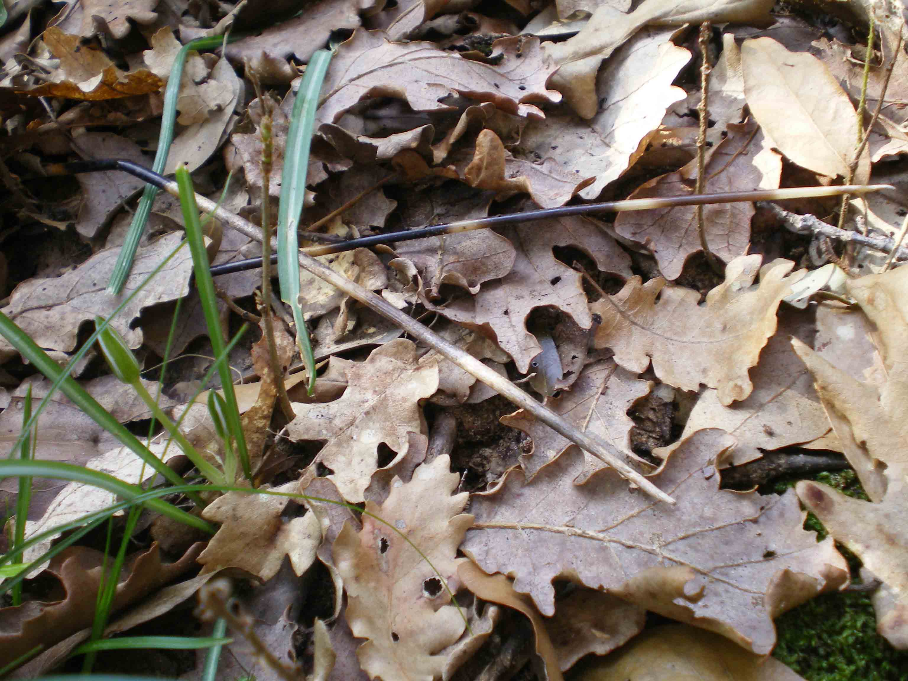 Tane ... visitate da poco???Istrice