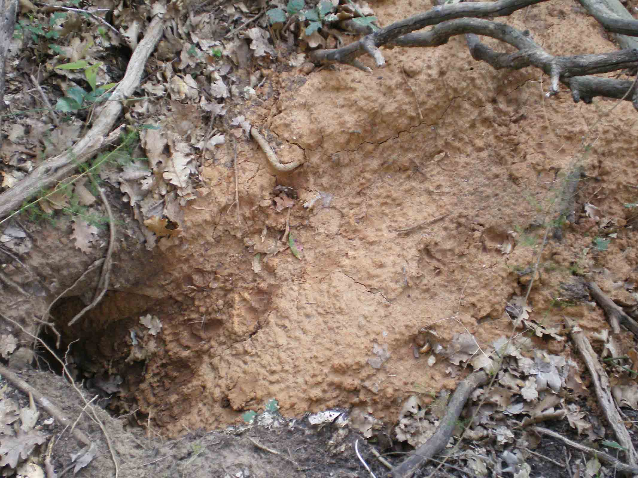 Tane ... visitate da poco???Istrice