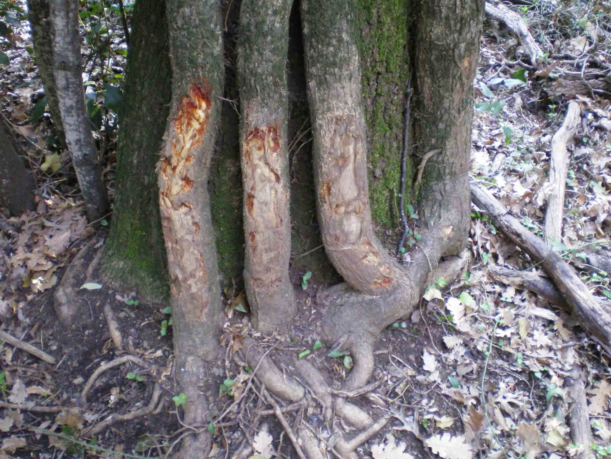 Tane ... visitate da poco???Istrice