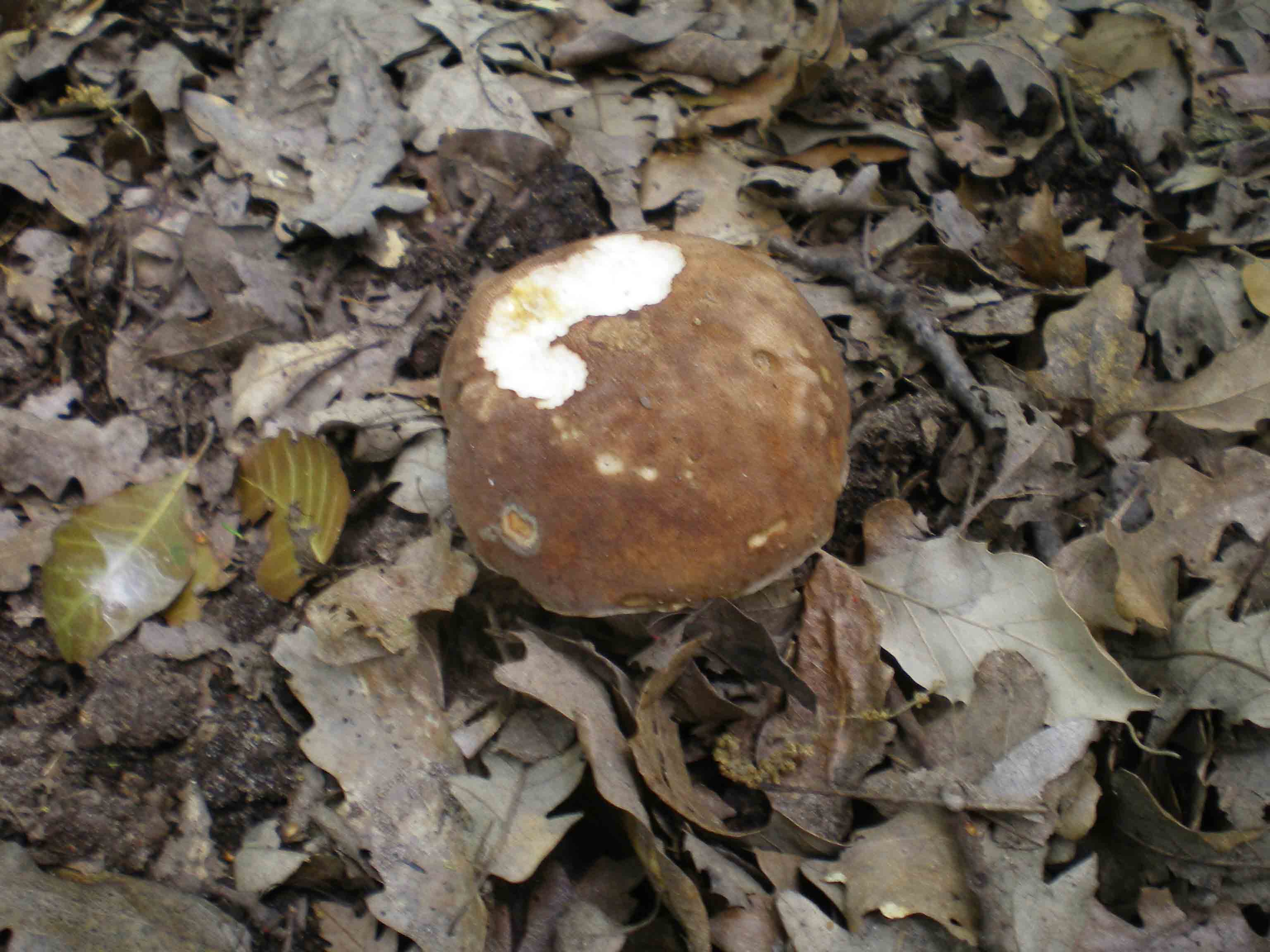 Escursione del 26 aprile 2011- Il primo porcino.