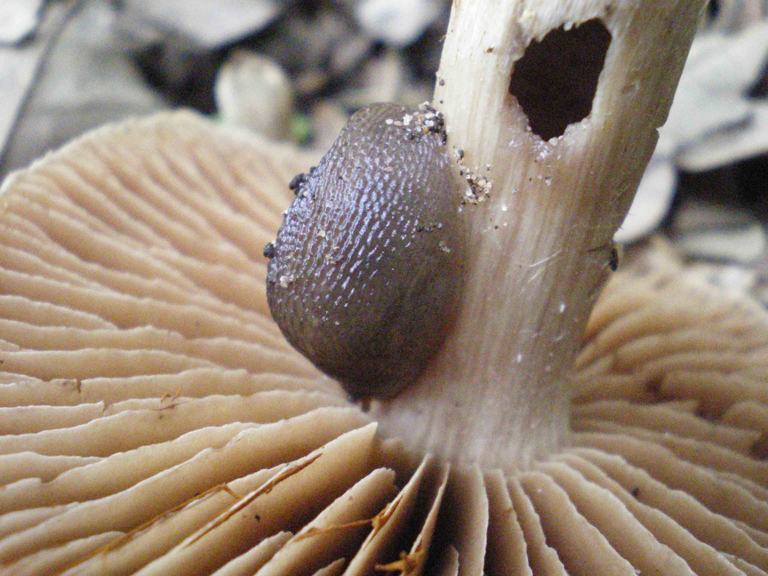 Escursione del 26 aprile 2011- Il primo porcino.