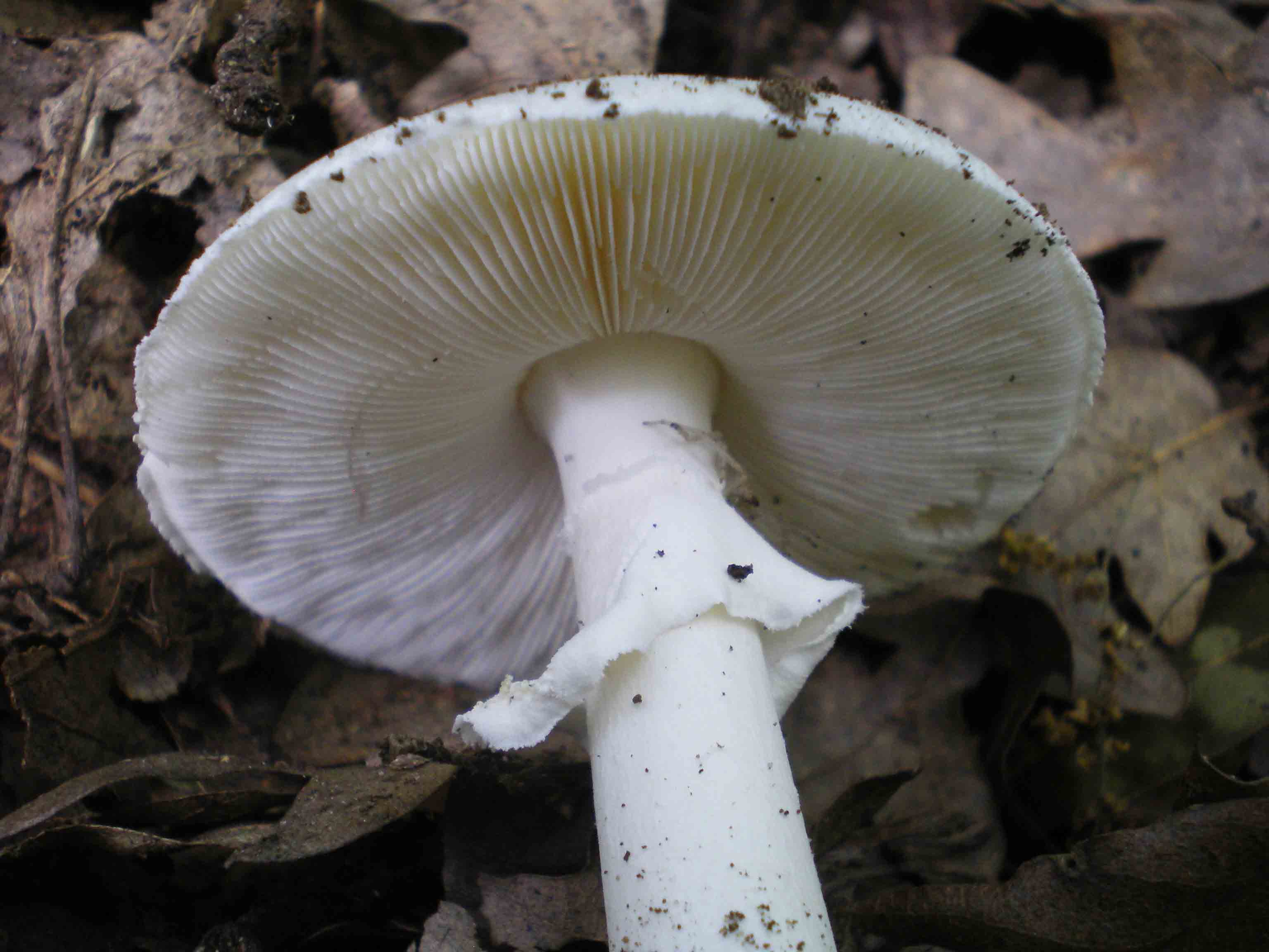 Passeggiata del 29 aprile - A.verna? e Russole sp.