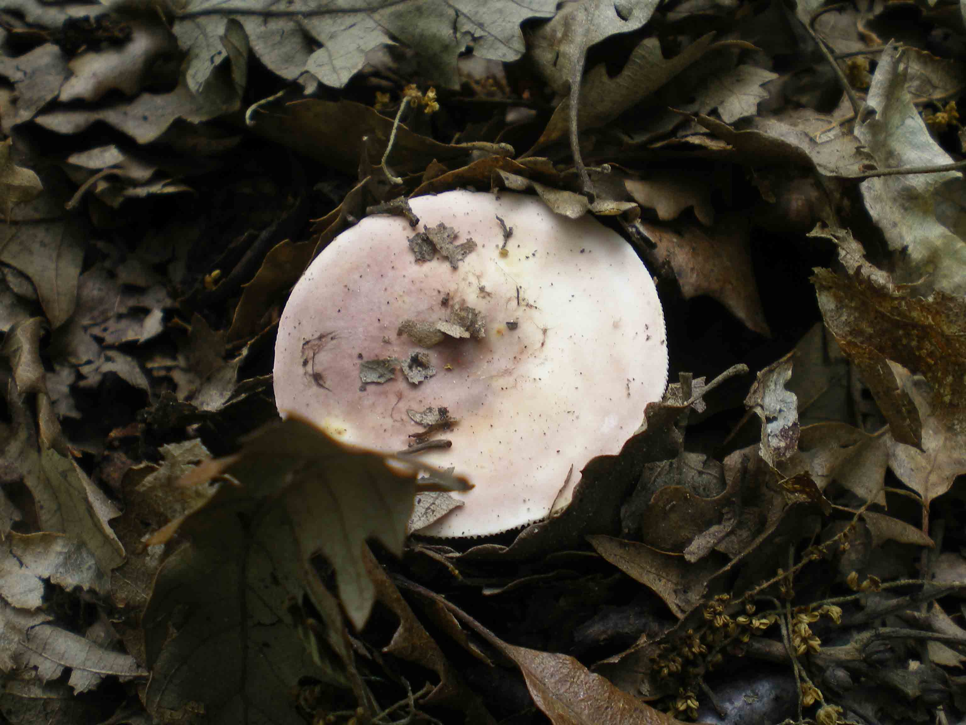 Passeggiata del 29 aprile - A.verna? e Russole sp.